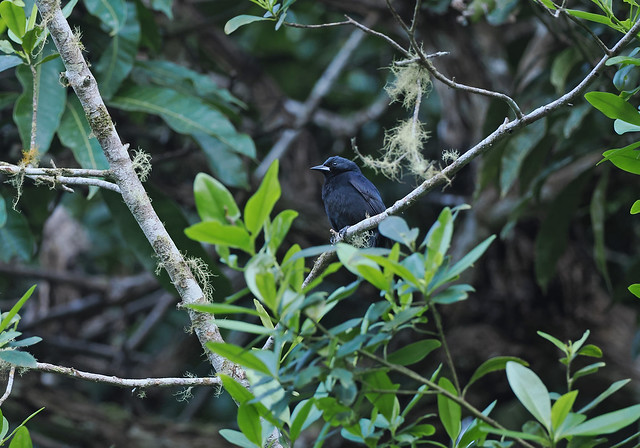 Jamaican Blackbird (Jamaica)