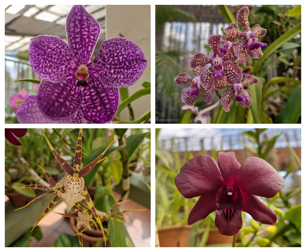 Orchids, Peradeniya Botanic Gardens, Kandy