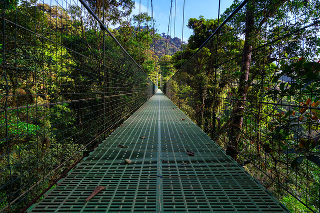 Hanging Bridge at Treetopia Park in Costa Rica