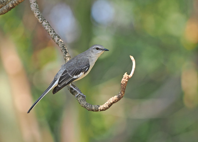 Northern Mockingbird (Jamaica)