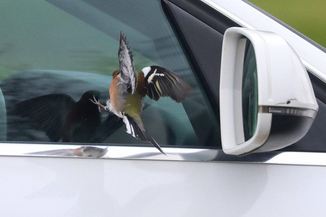 Male Chaffinch attacking it's reflection in a car wing mirror