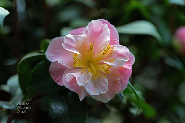 Japenese Camellia.