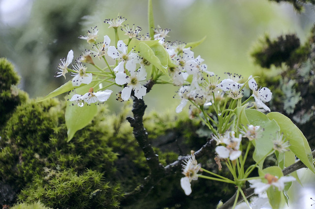 Blossoms on Moss