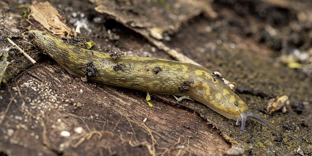 Irish Yellow Slug
