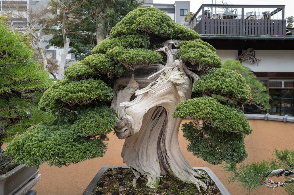 1100 year old bonsai