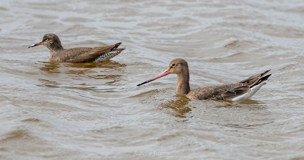 Black-tailed Godwit and Common Redshank