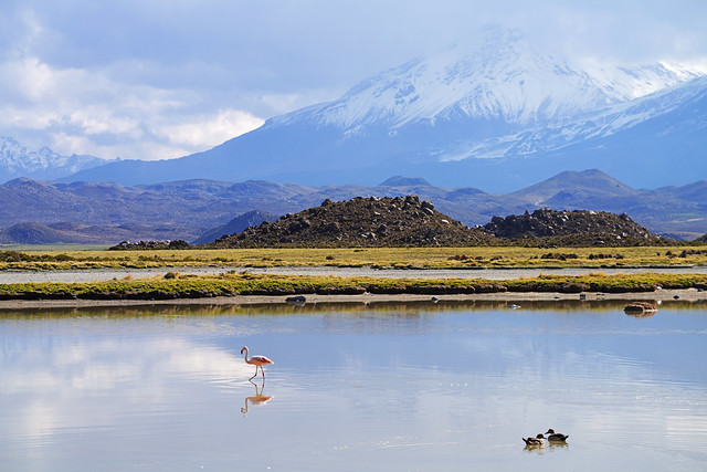 Volcano, flamingo & ducks, Chilean Andes