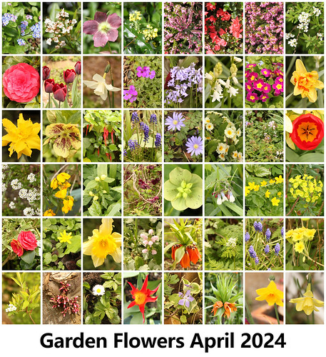 Garden Flowers April 2024