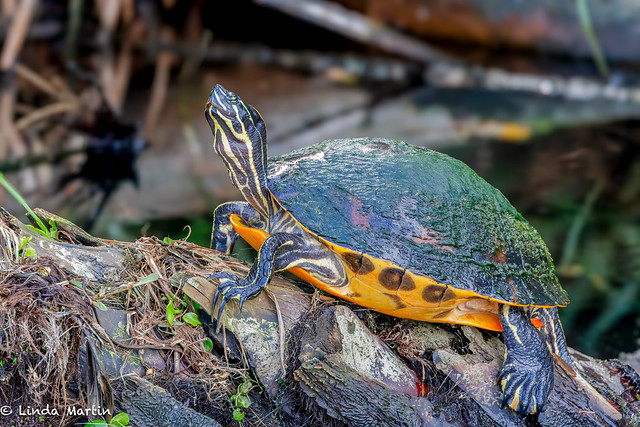 Florida Red Bellied Turtle