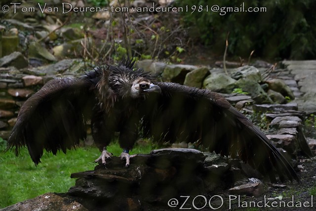 monniksgier - Aegypius monachus - Cinereous Vulture