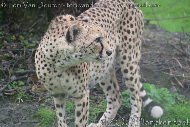 Jachtluipaard - Acinonyx jubatus - Cheetah
