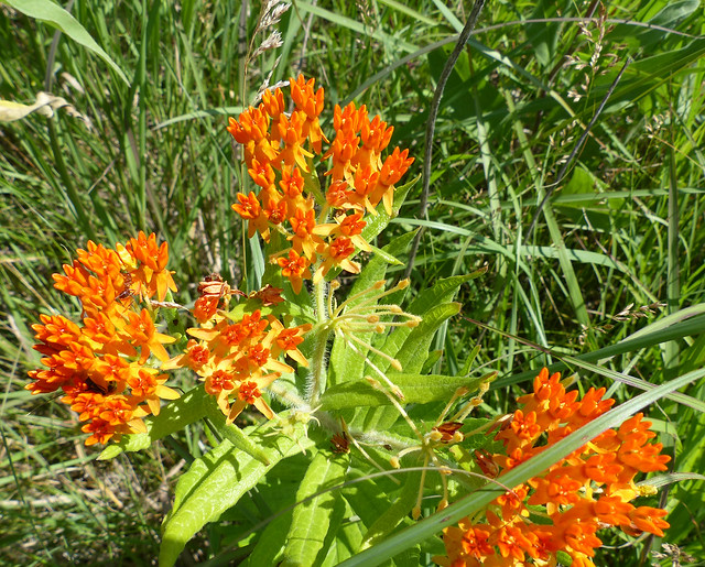 Prairie flower 5