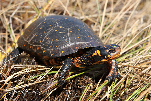 Crowley Spotted Turtle (Clemmys guttata) 16
