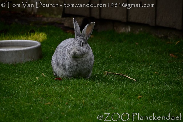 konijn - Oryctolagus cuniculus - European rabbit