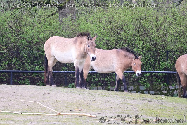przewalskipaard - Equus ferus przewalskii - Przewalski's horse
