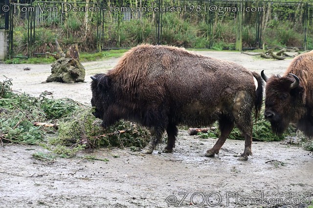 Amerikaanse bizon - Bison bison - American bison