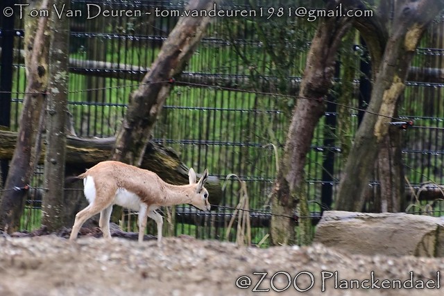 dorcasgazelle - Gazella dorcas - dorcas gazelle