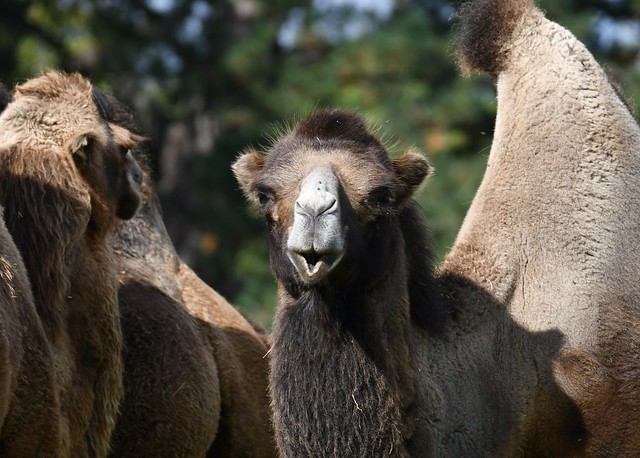 Camelus ferus ou Camelus bactrianus ferus - Chameau sauvage de Tartarie - Wild Bactrian camel - 25/09/23