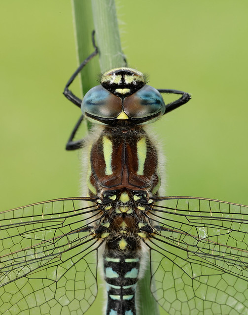 Hairy Dragonfly Brachytron pratense