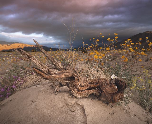 Withered Branch Near Borrego Springs