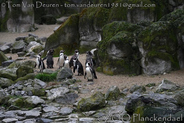 humboldtpinguïn - Spheniscus humboldti - Humboldt Penguin
