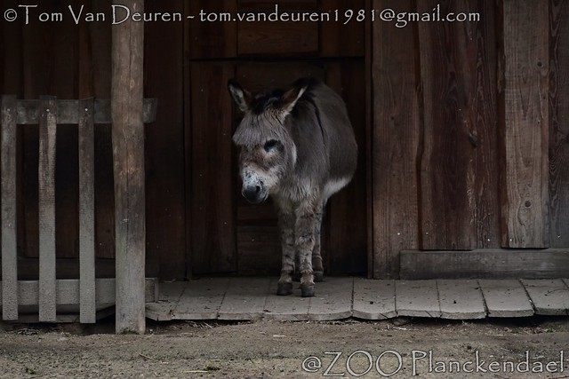 Noord-Amerikaanse Ezel - Equus africanus domesticus - North American donkeys