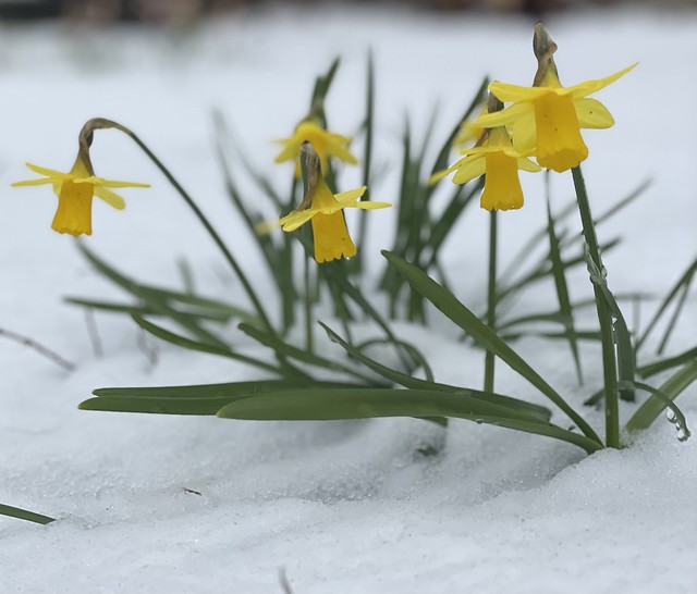 Daffodils not happy with April