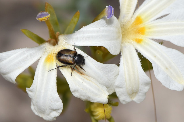 Beetle on Lechenaultia stenosepala