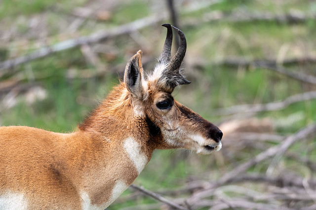 Pronghorn: Custer State Park, SD