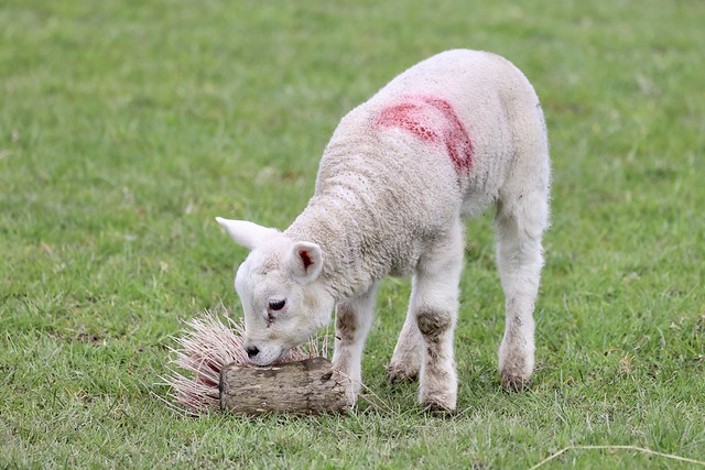 North Yorkshire Lamb. UK.