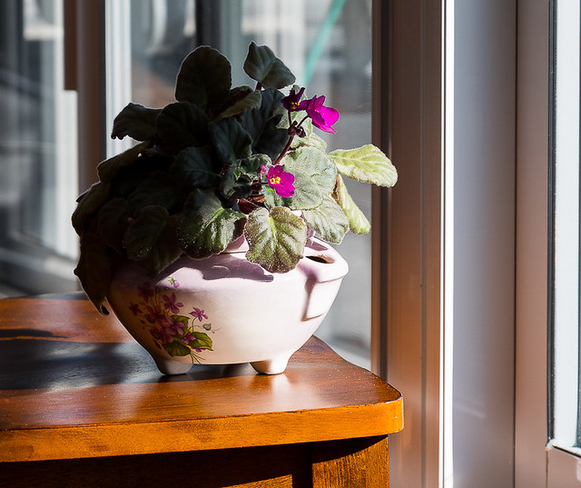 African Violet - sneaking some direct sunlight