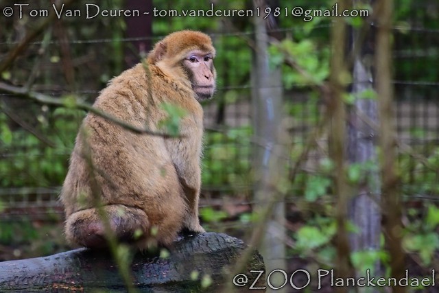 berberaap - Macaca sylvanus - Barbary macaque