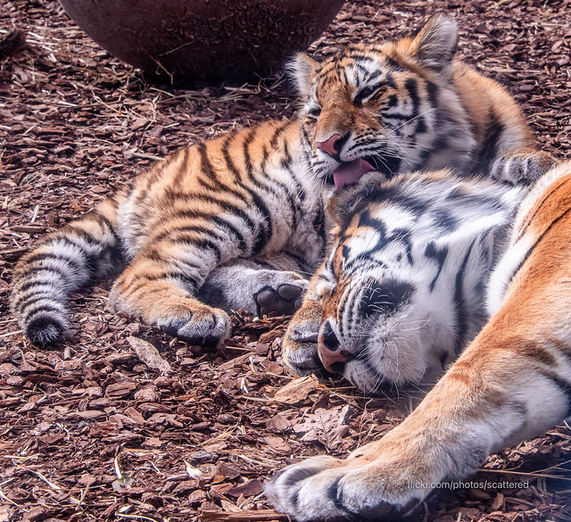 Tiger Cub Licking Mother's Ear