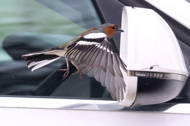 Male Chaffinch attacking it's reflection in a car wing mirror