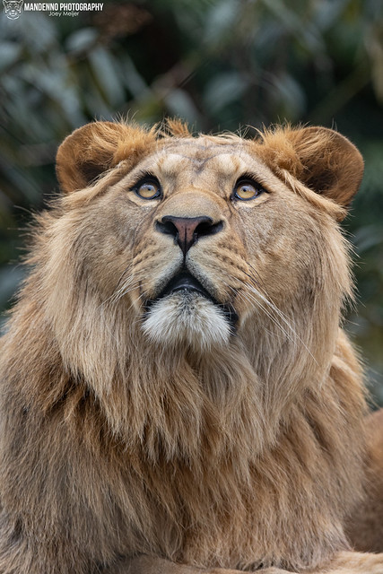 African Lion - Zoo Amneville