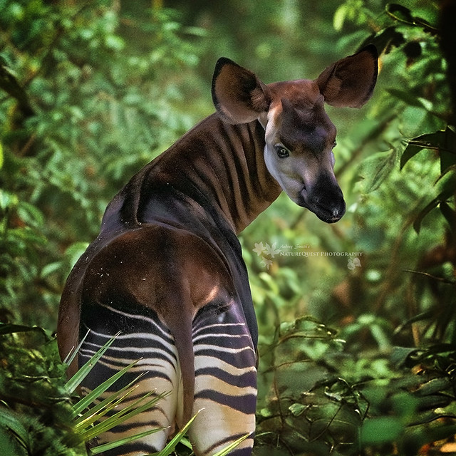 Okapi Composite