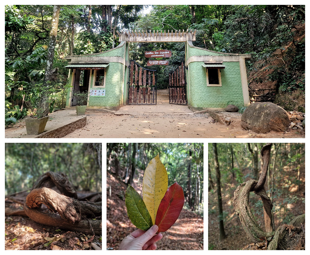 Udawattakele Sanctuary, Kandy