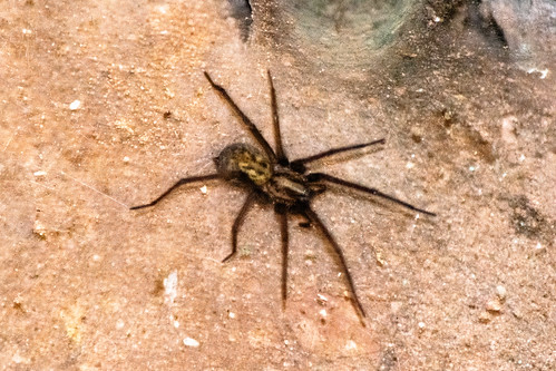 Giant(ish) house spider