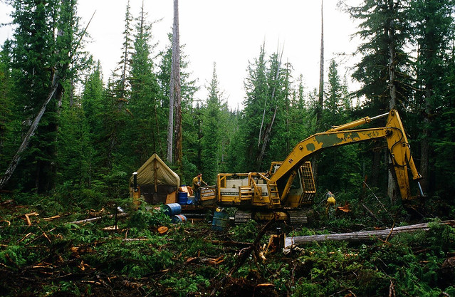 Corduroy Road, Queen Charlotte Islands