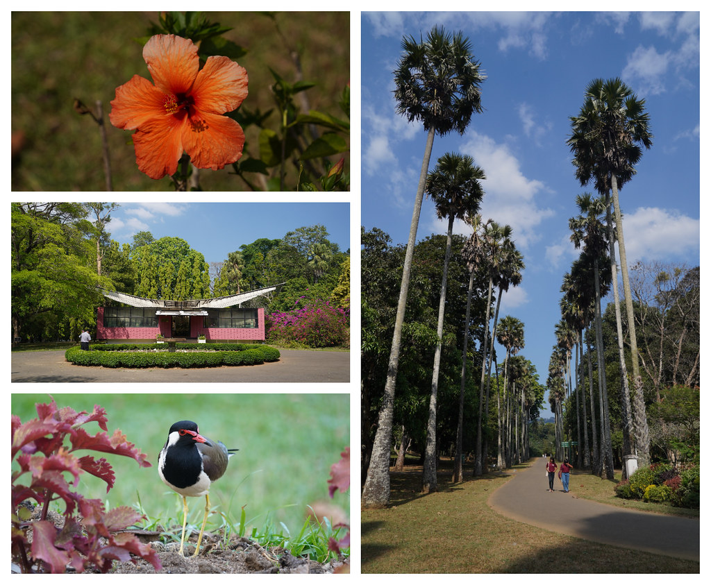 Peradeniya Botanic Gardens, Kandy, Sri Lanka