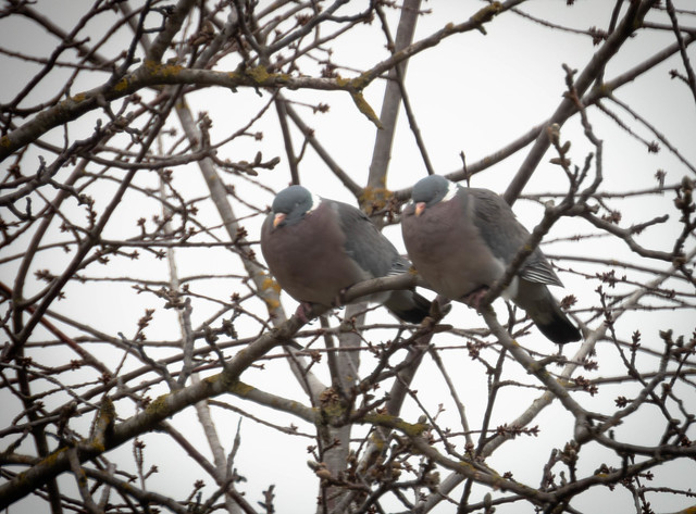 Ringeltauben im Sturm - Wood Pigeons in the storm (Columba palumbus)