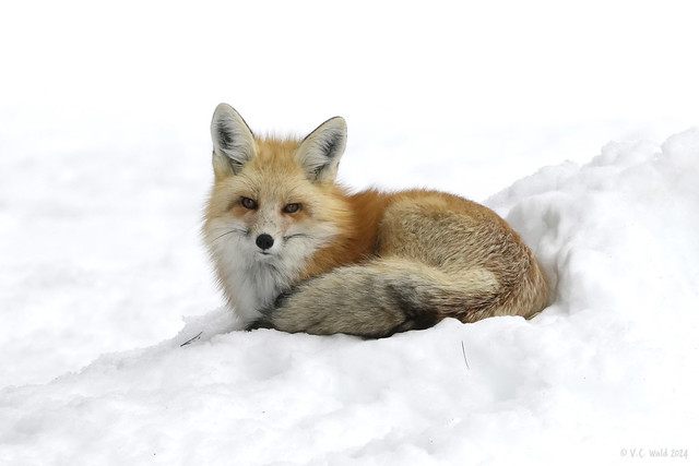 Red fox with warm tail