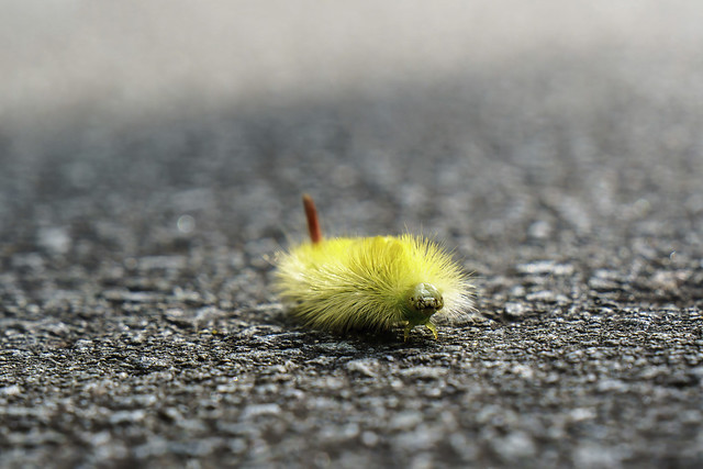 The nimble caterpillar (Die flinke Raupe)