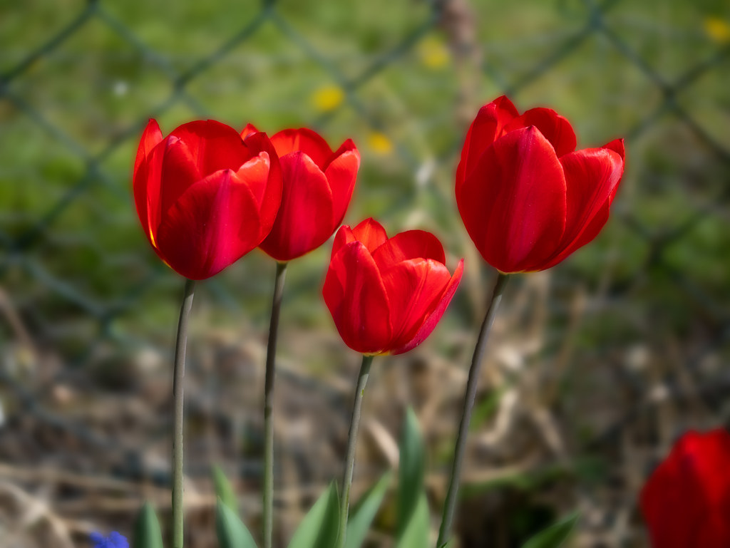 Tulpen / tulips