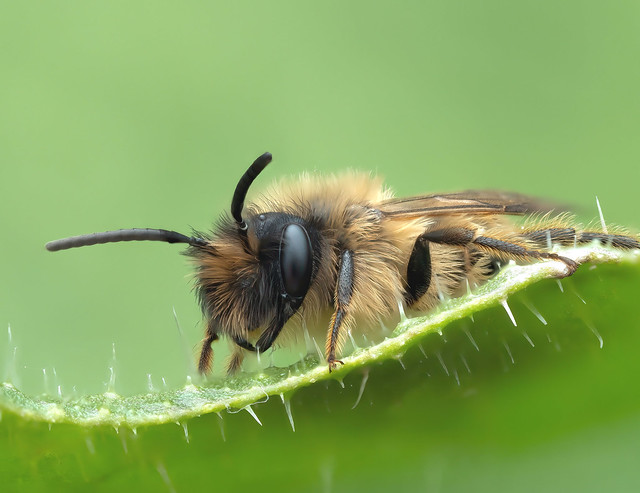 Solitary Bee. Resting on cornus leaf.