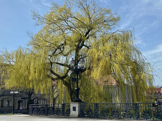 A beautiful weeping willow in Bydgoszcz, Poland