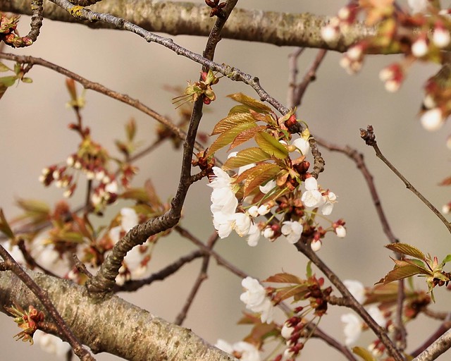 173 of Year 10 - My English Cherry (Prunus avium)