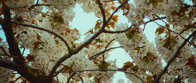 Les cerisiers en fleur de la place Jules Ferry - Sakura au Havre