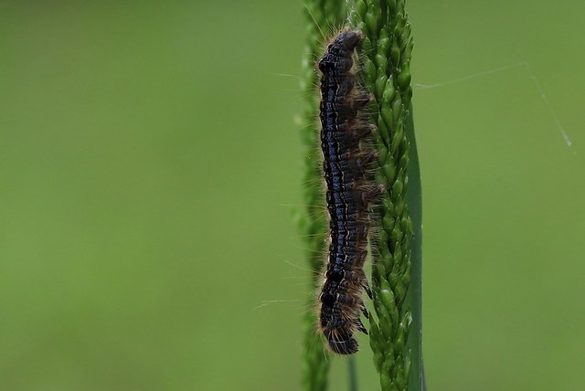 Forest Tent Caterpillar Moth (Malacosoma disstria) on grass stem