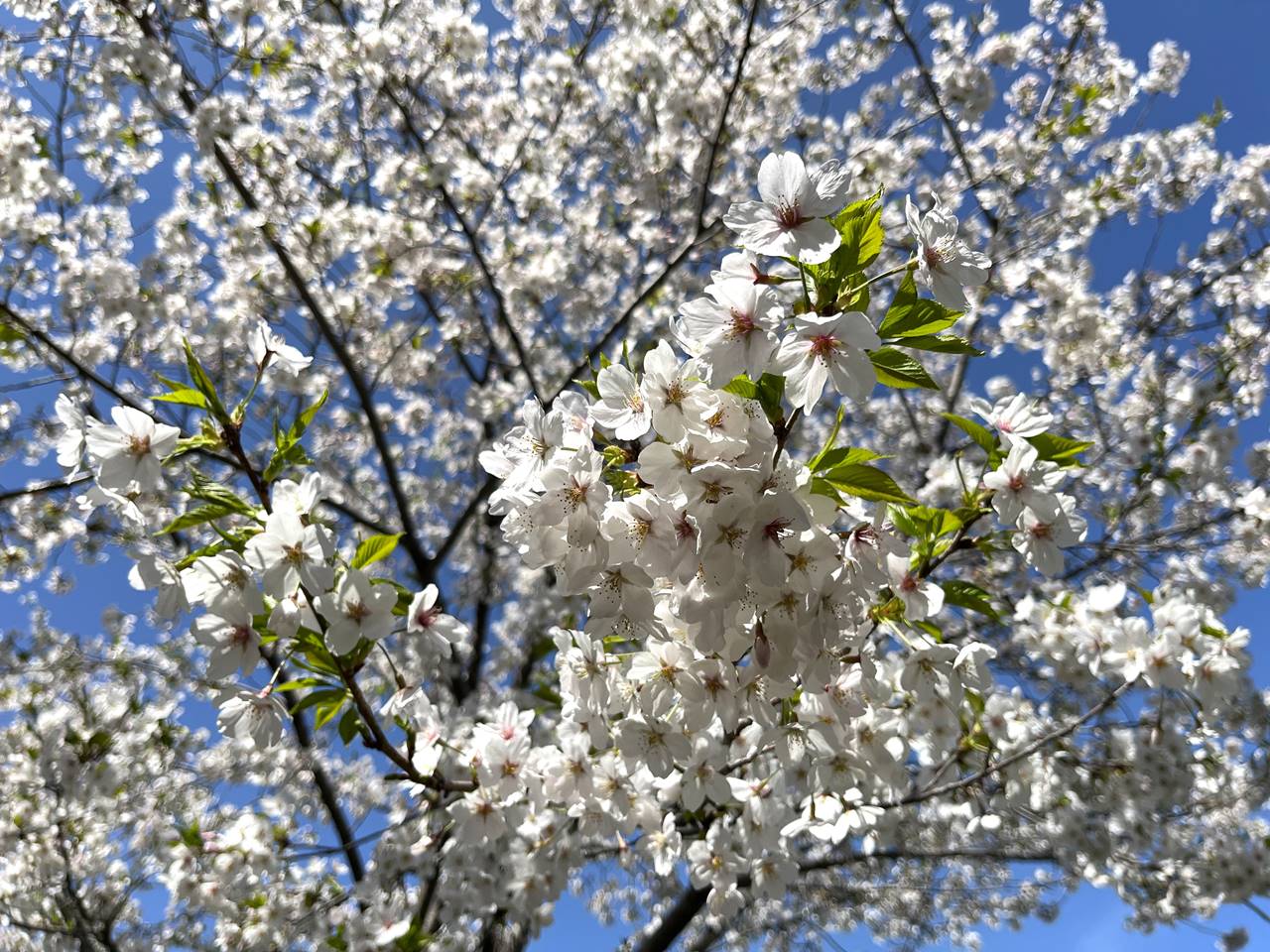 【東京】桜の名所 千鳥ヶ淵 お花見ハイキング